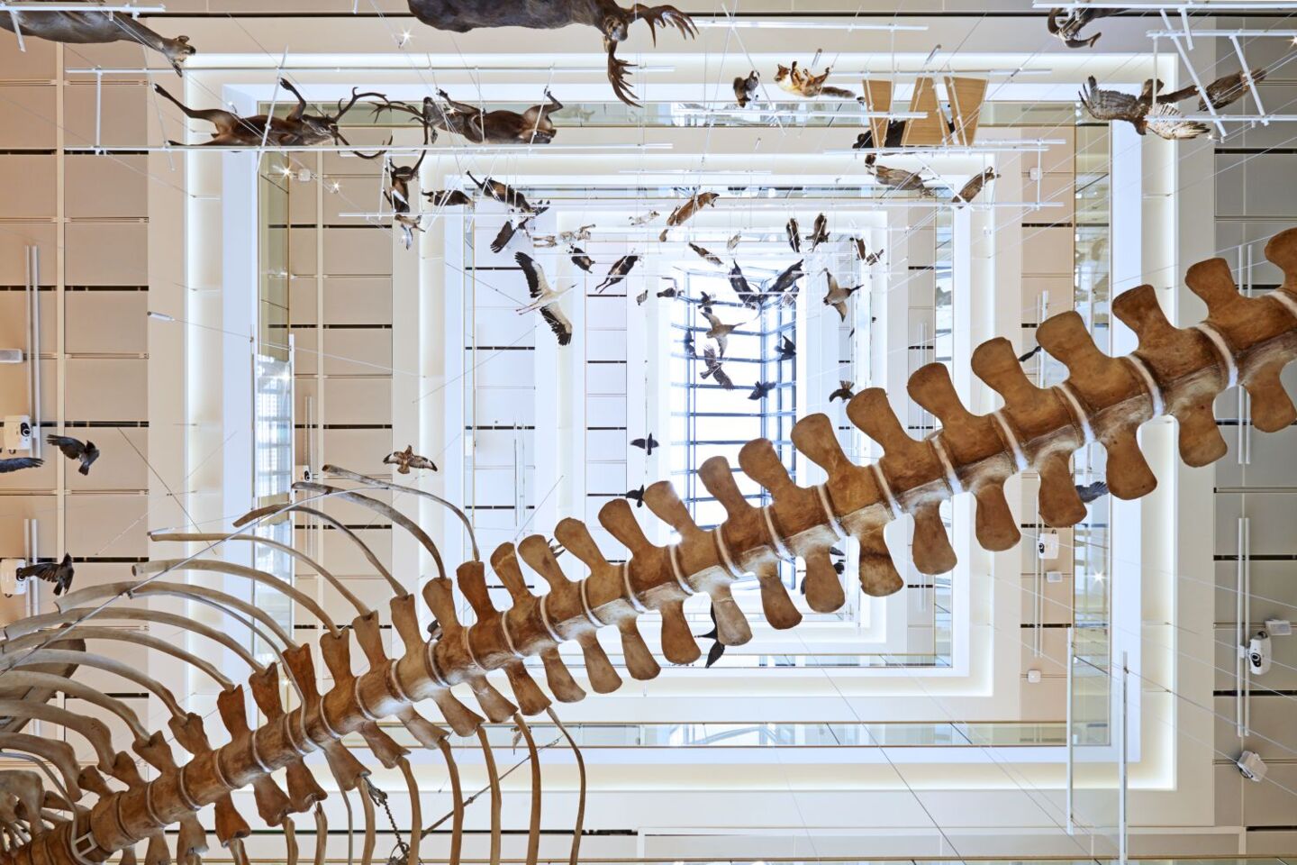 Looking up in the atrium of the museum with suspended skeletons.