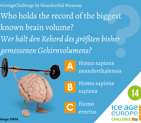 Visual presenting the question: Who holds the record of the biggest known brain volume with, and three possible answers