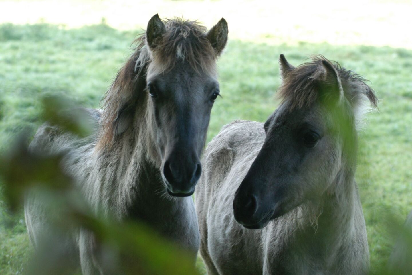 Two wild horses in the Ice Age Animal Park, which is located in the neanderland.