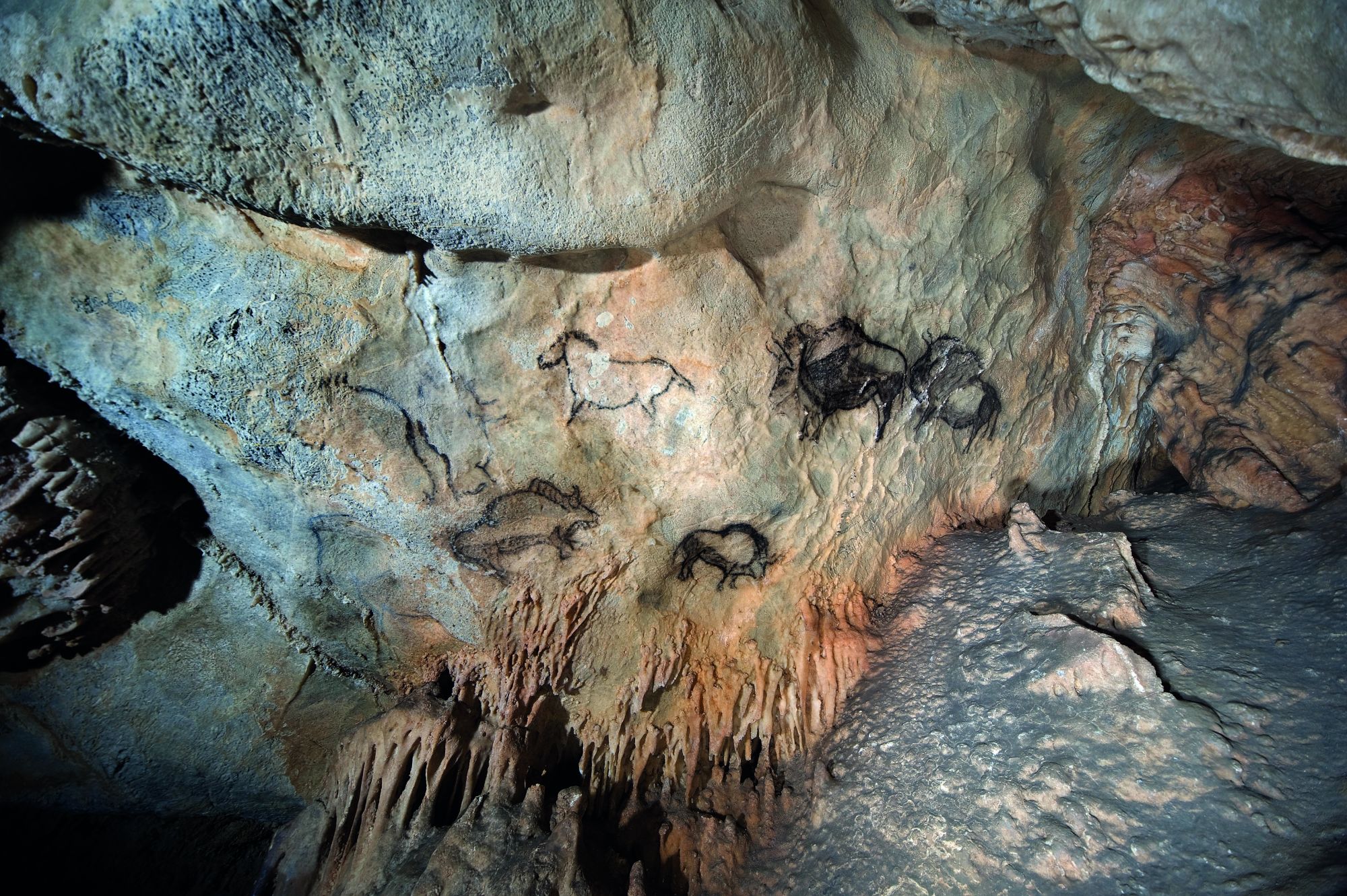 Panel of the main chamber of Santimamiñe cave, where the iconic images of bison and horses painted in black can be seen.