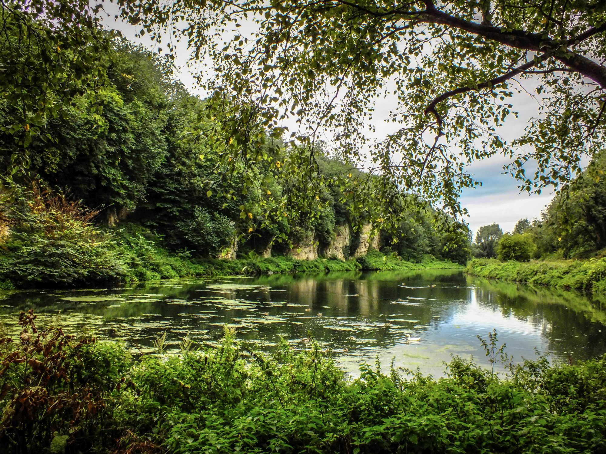 View of the lush green at Creswell Crags gorge