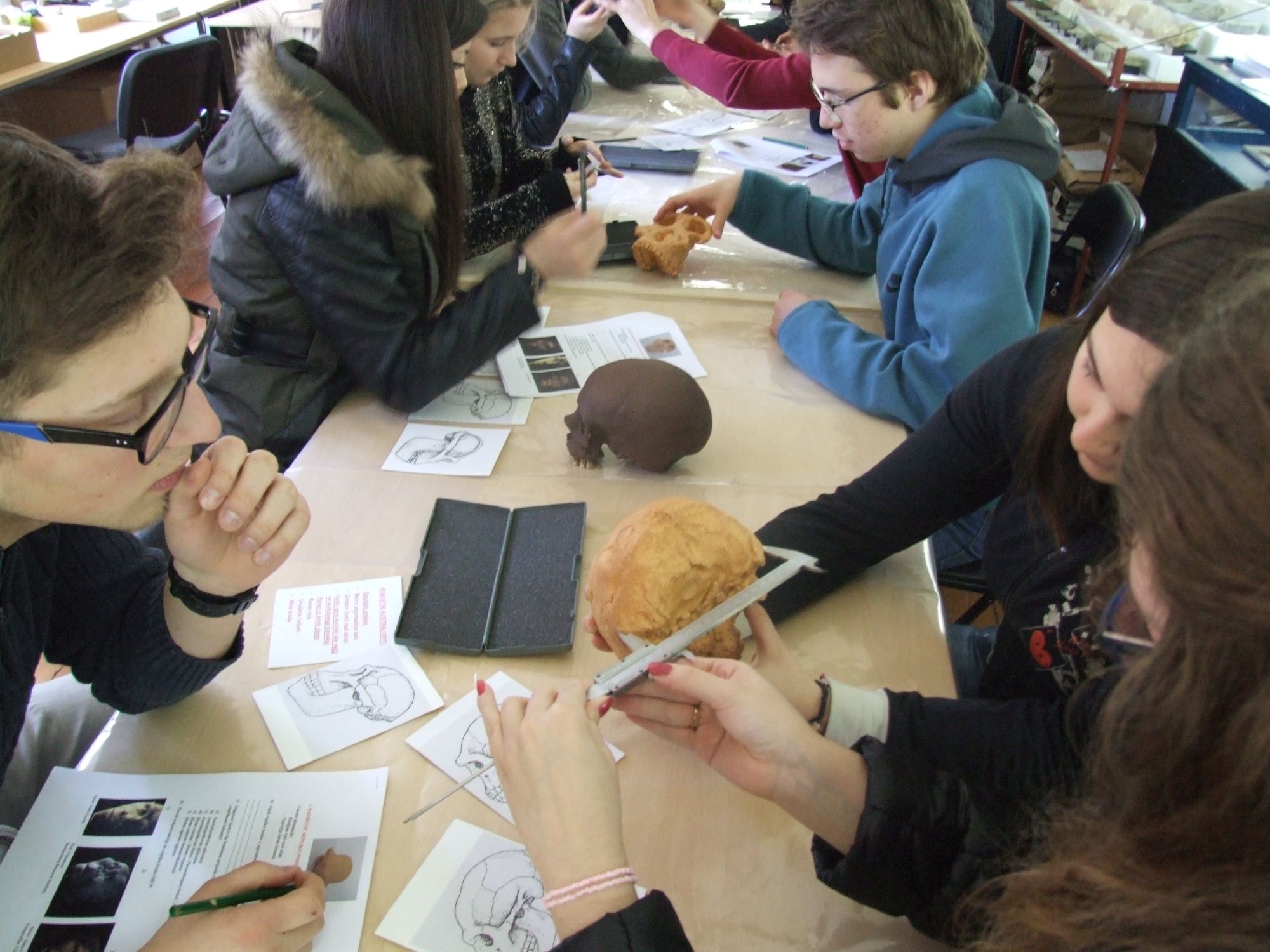 Students studying bone replicas at a museum workshop