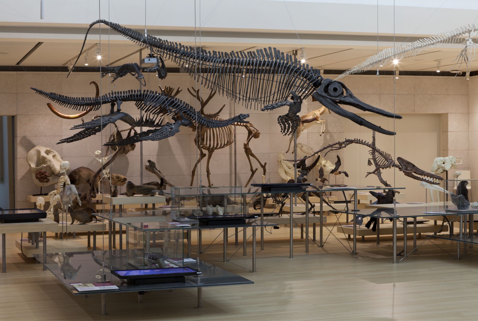 A hall filled with animal skeletons, lying in display cases or hanging from the ceiling.