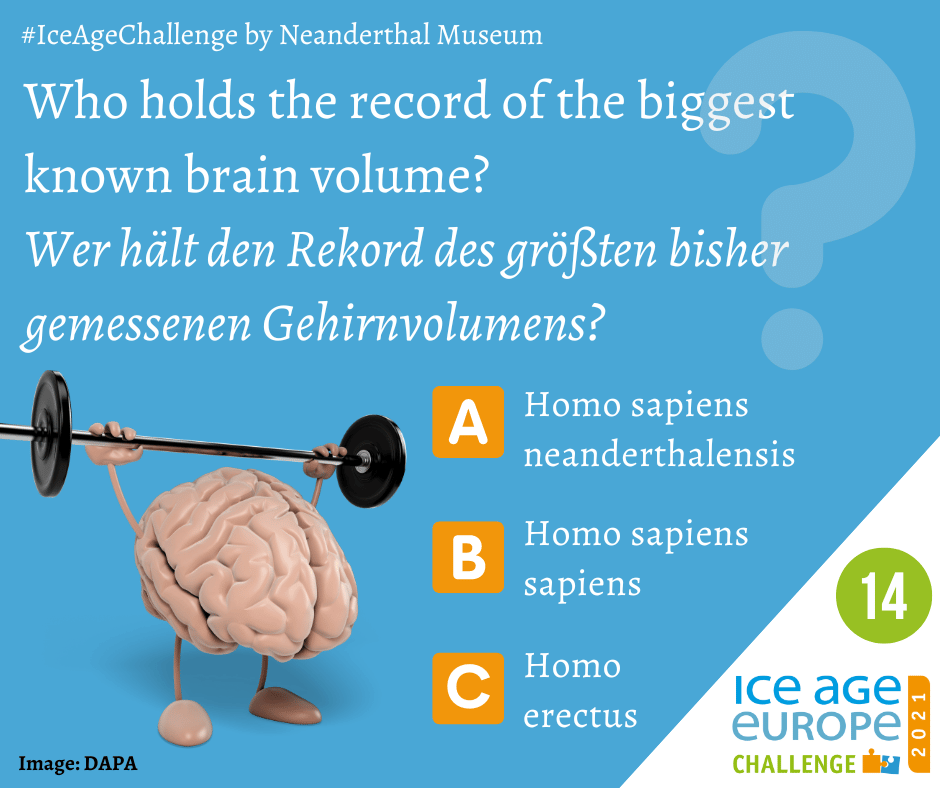 Visual presenting the question: Who holds the record of the biggest known brain volume with, and three possible answers